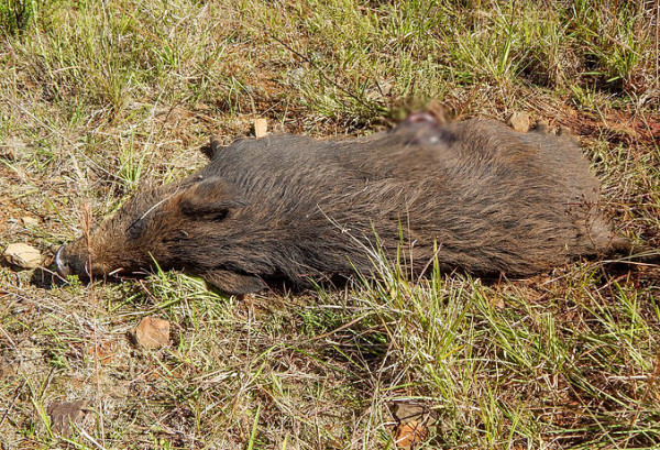 javali atropelado