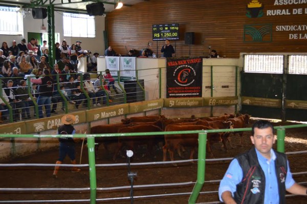leilão gado