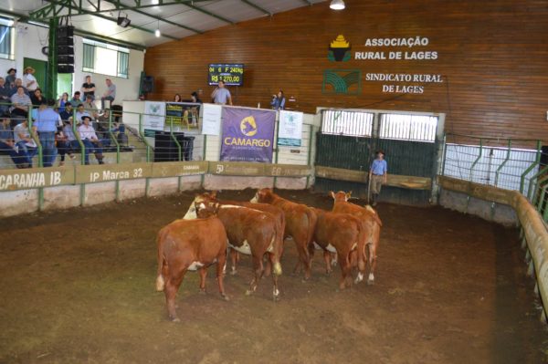 leilao-gado-geral1