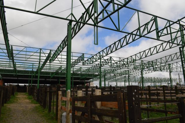 mangueiras-cobertas2